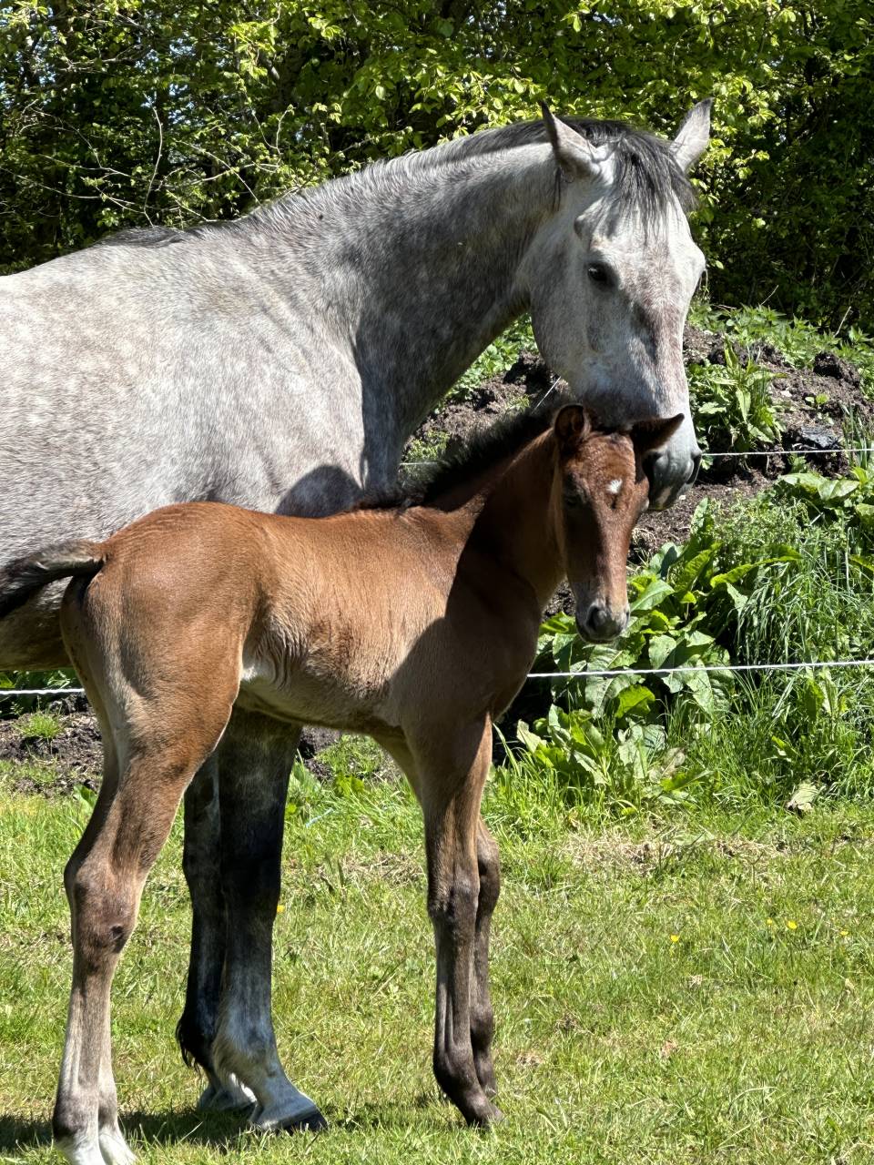 Merrie Selle Français Te koop 2019 Schimmel