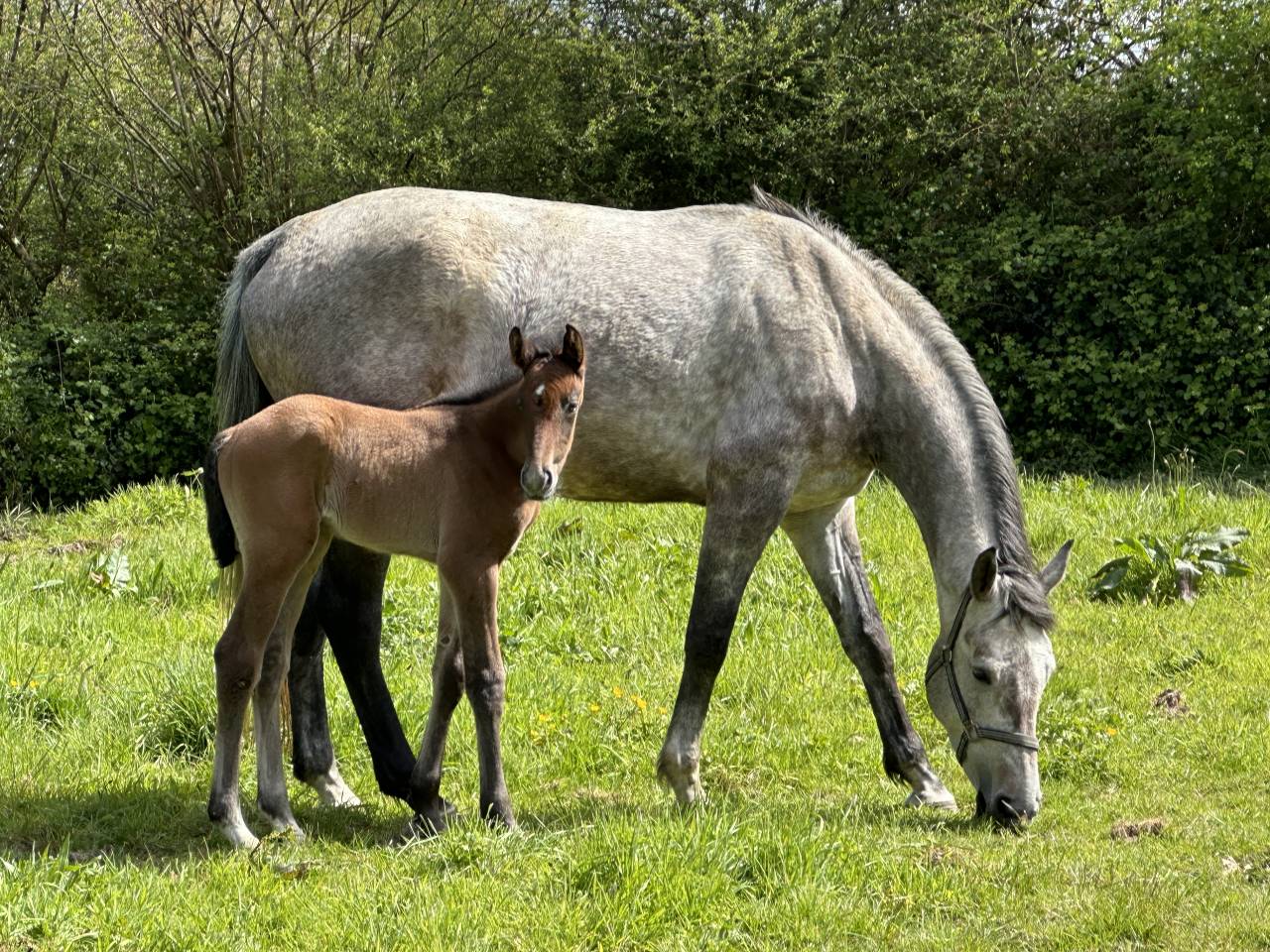 Merrie Selle Français Te koop 2019 Schimmel
