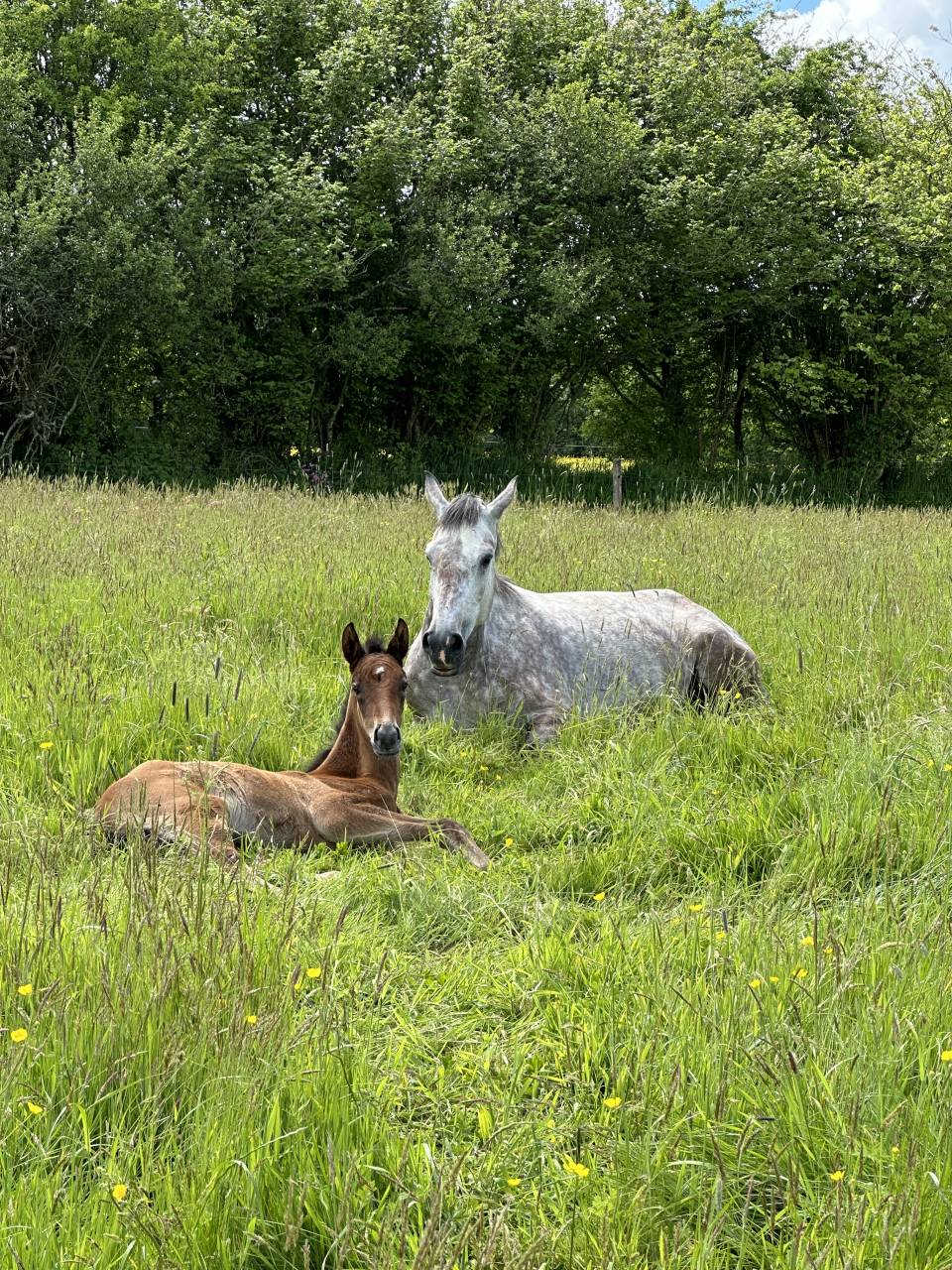 Merrie Selle Français Te koop 2019 Schimmel