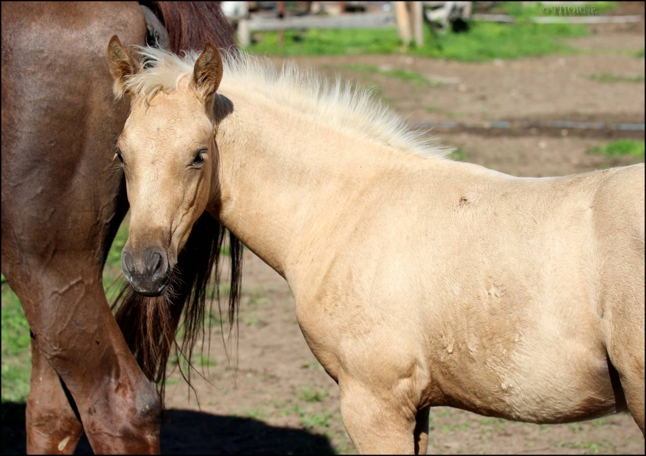 Veulen (vr) Selle Français Te koop 2025 Palomino ,  Cremell aux lays