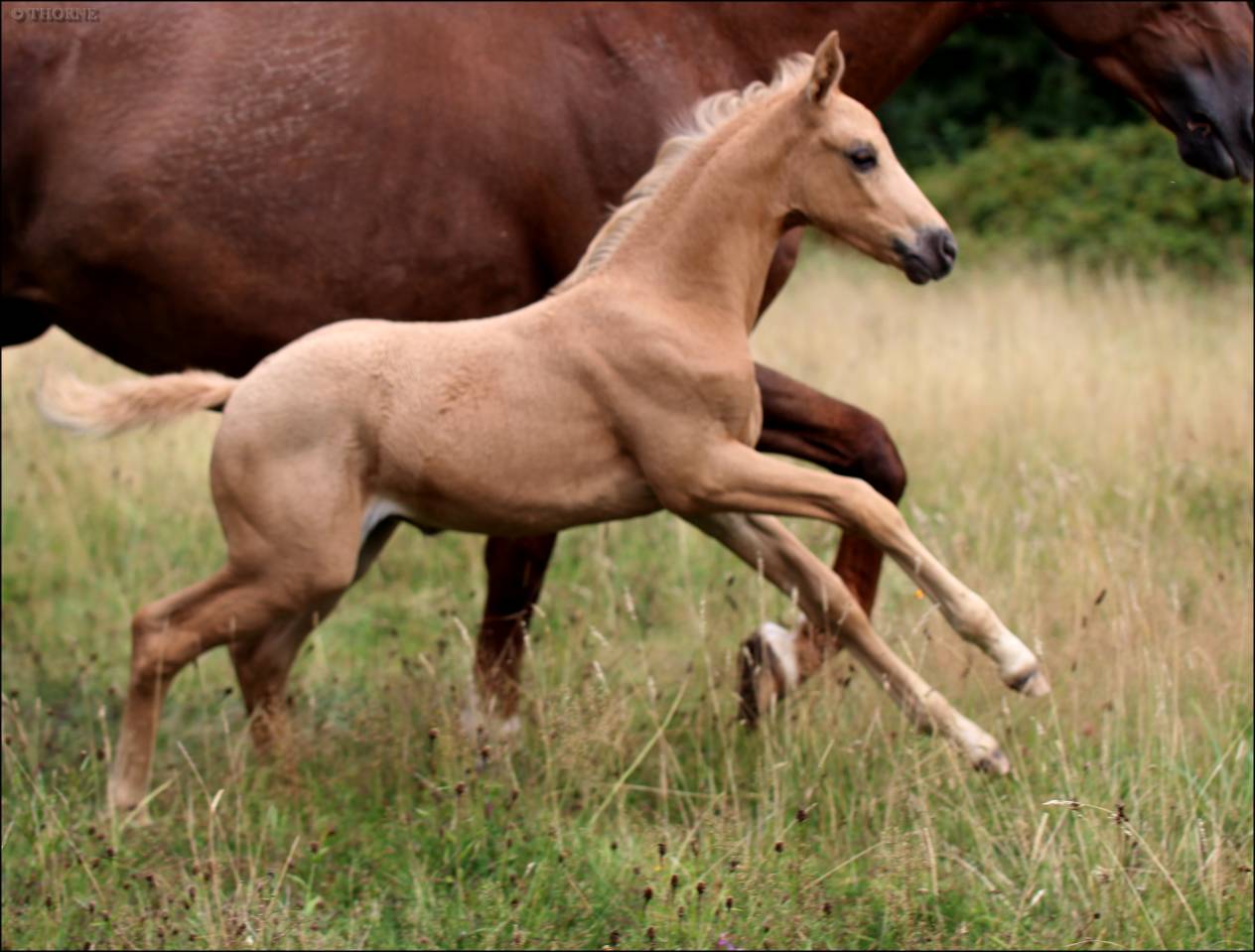 Veulen (vr) Selle Français Te koop 2025 Palomino ,  Cremell aux lays