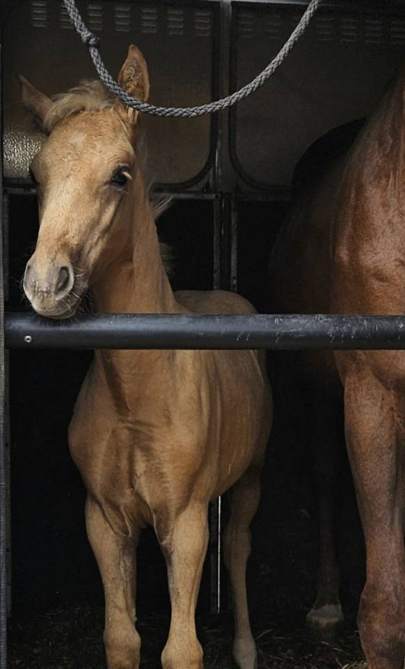 Veulen (vr) Selle Français Te koop 2025 Palomino ,  Cremell aux lays