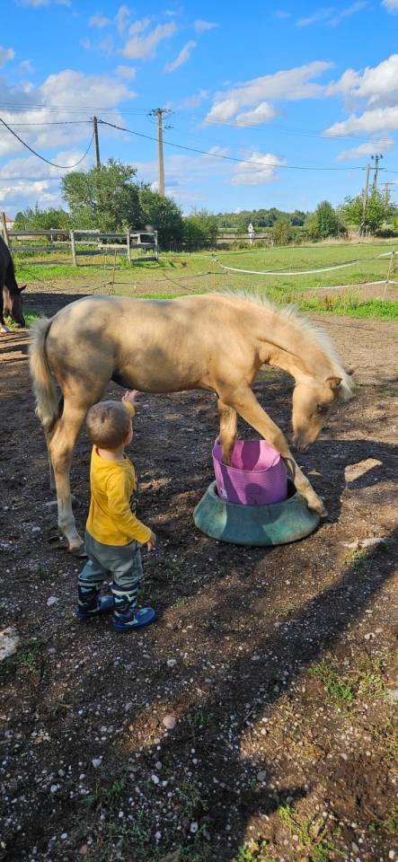 Veulen (vr) Selle Français Te koop 2025 Palomino ,  Cremell aux lays