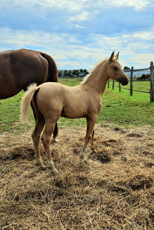 Veulen (vr) Selle Français Te koop 2025 Palomino ,  Cremell aux lays