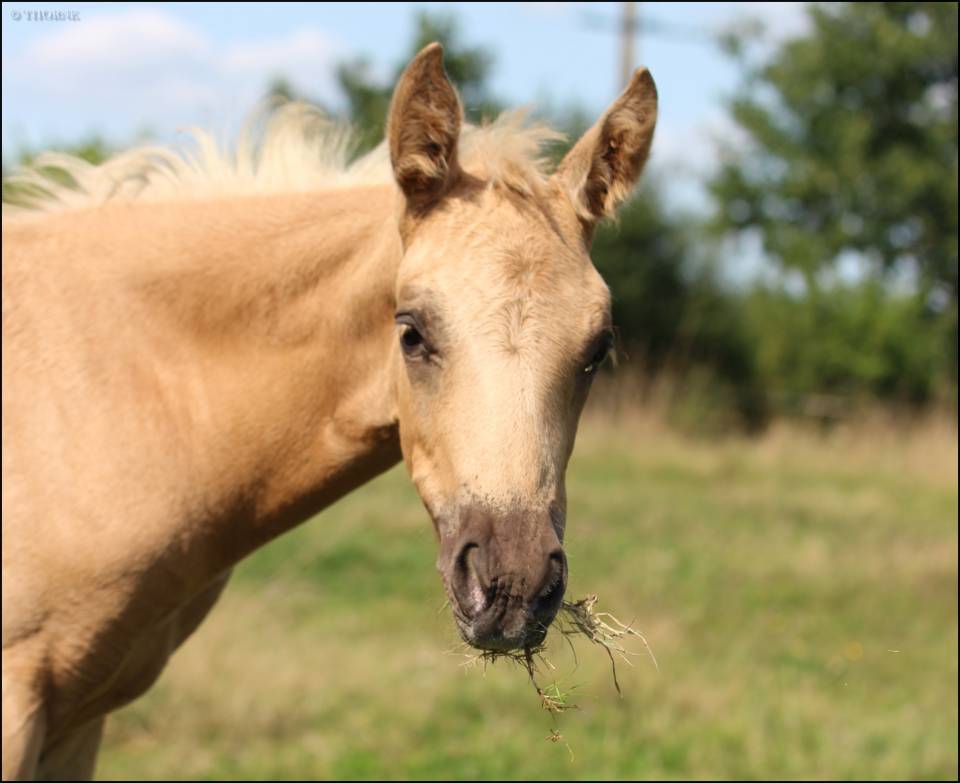 Veulen (vr) Selle Français Te koop 2025 Palomino ,  Cremell aux lays