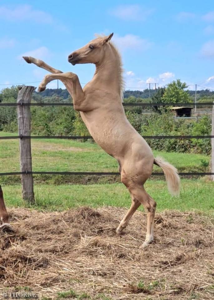 Veulen (vr) Selle Français Te koop 2025 Palomino ,  Cremell aux lays