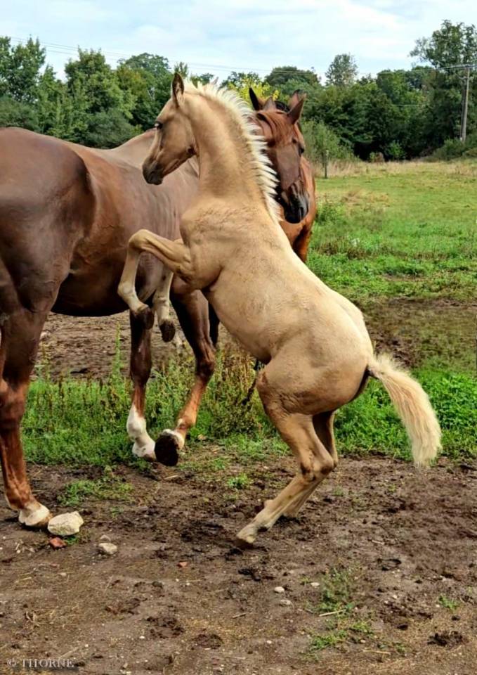 Veulen (vr) Selle Français Te koop 2025 Palomino ,  Cremell aux lays