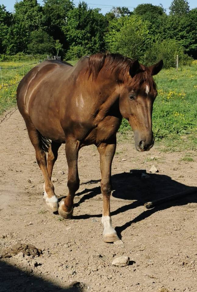 Veulen (vr) Selle Français Te koop 2025 Palomino ,  Cremell aux lays