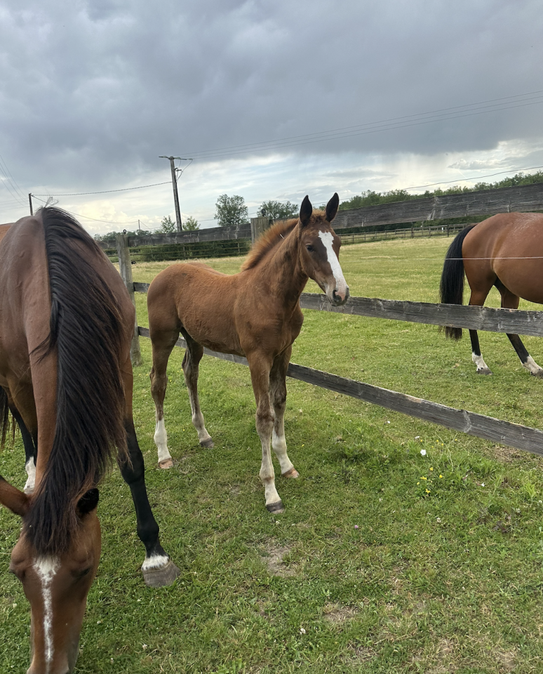 Merrie Zangersheide Te koop 2025 Koffie vos ,  aganix du seigneur Z