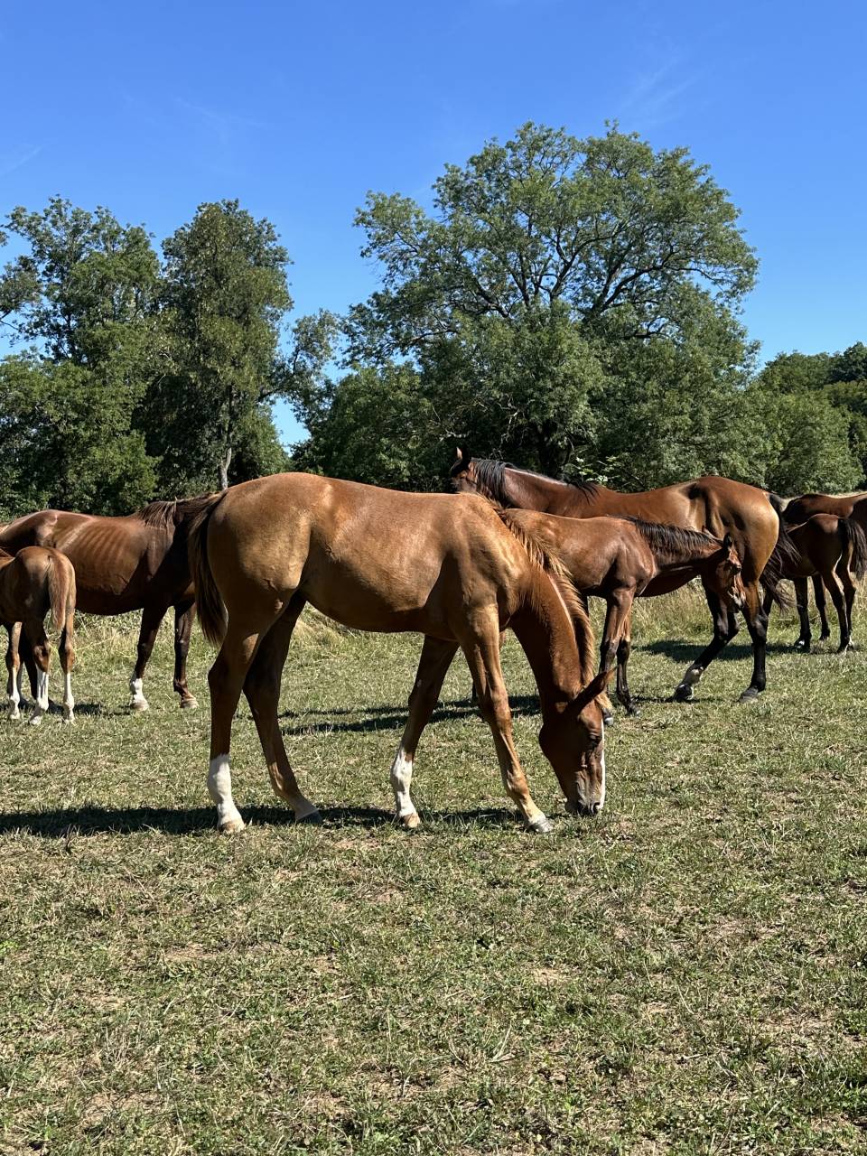 Merrie Zangersheide Te koop 2025 Koffie vos ,  aganix du seigneur Z