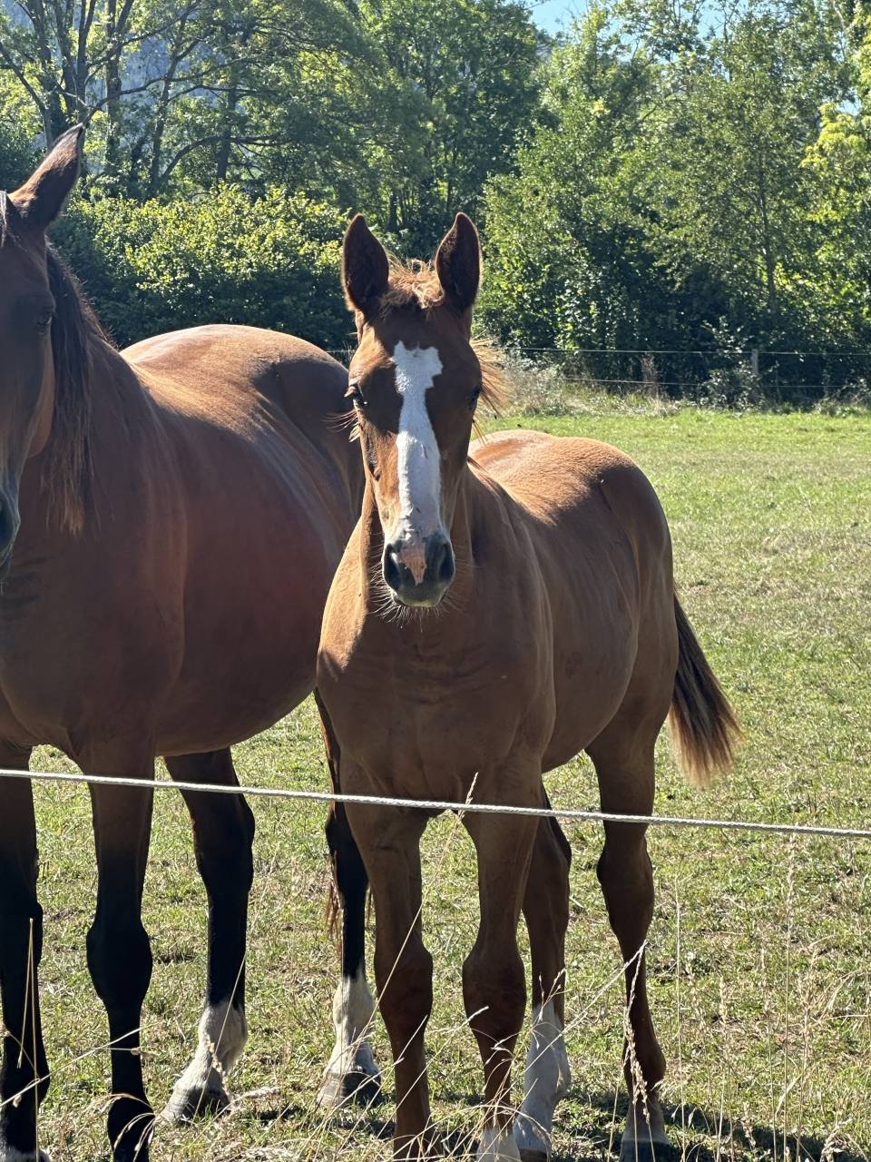 Merrie Zangersheide Te koop 2025 Koffie vos ,  aganix du seigneur Z