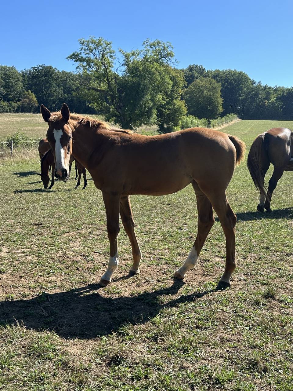 Merrie Zangersheide Te koop 2025 Koffie vos ,  aganix du seigneur Z