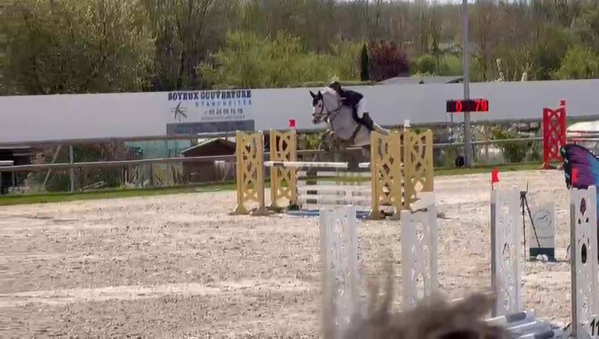 Ruin Selle Français Te koop 2019 Schimmel ,  AIRBORNE MONTECILLO