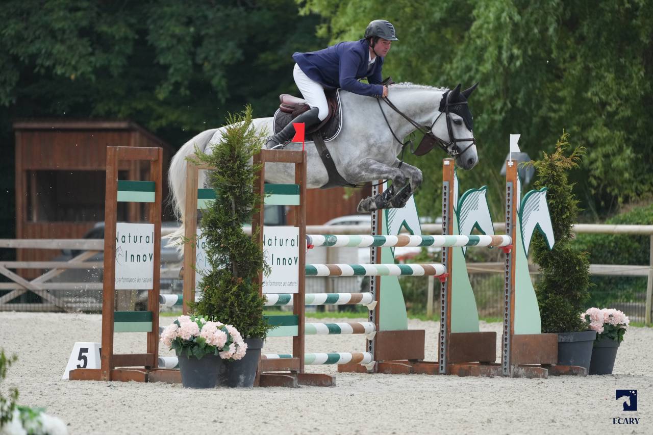 Ruin Selle Français Te koop 2019 Schimmel ,  AIRBORNE MONTECILLO