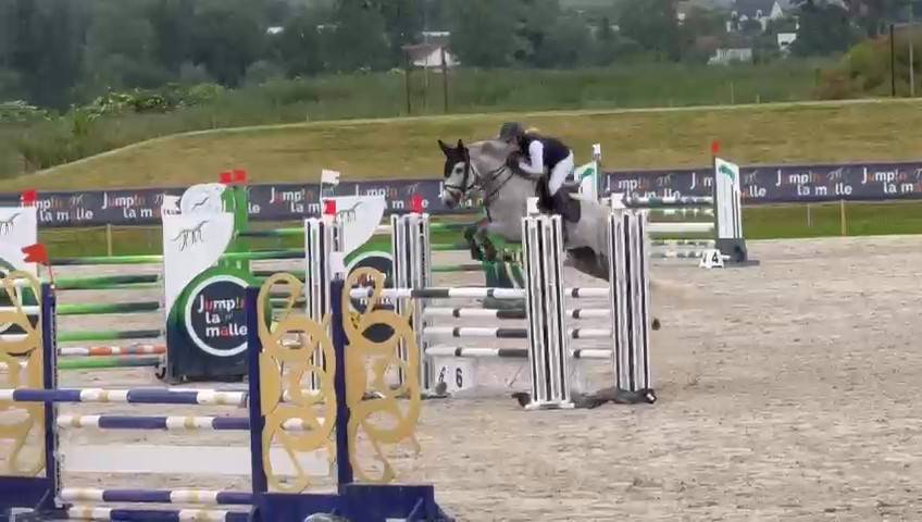 Ruin Selle Français Te koop 2019 Schimmel ,  AIRBORNE MONTECILLO