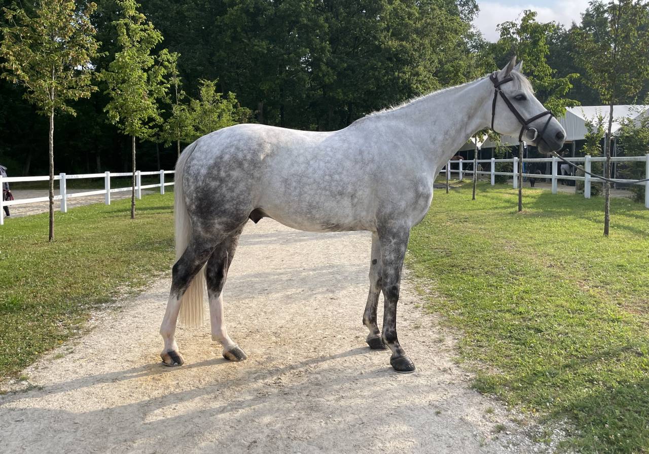 Ruin Selle Français Te koop 2019 Schimmel ,  AIRBORNE MONTECILLO