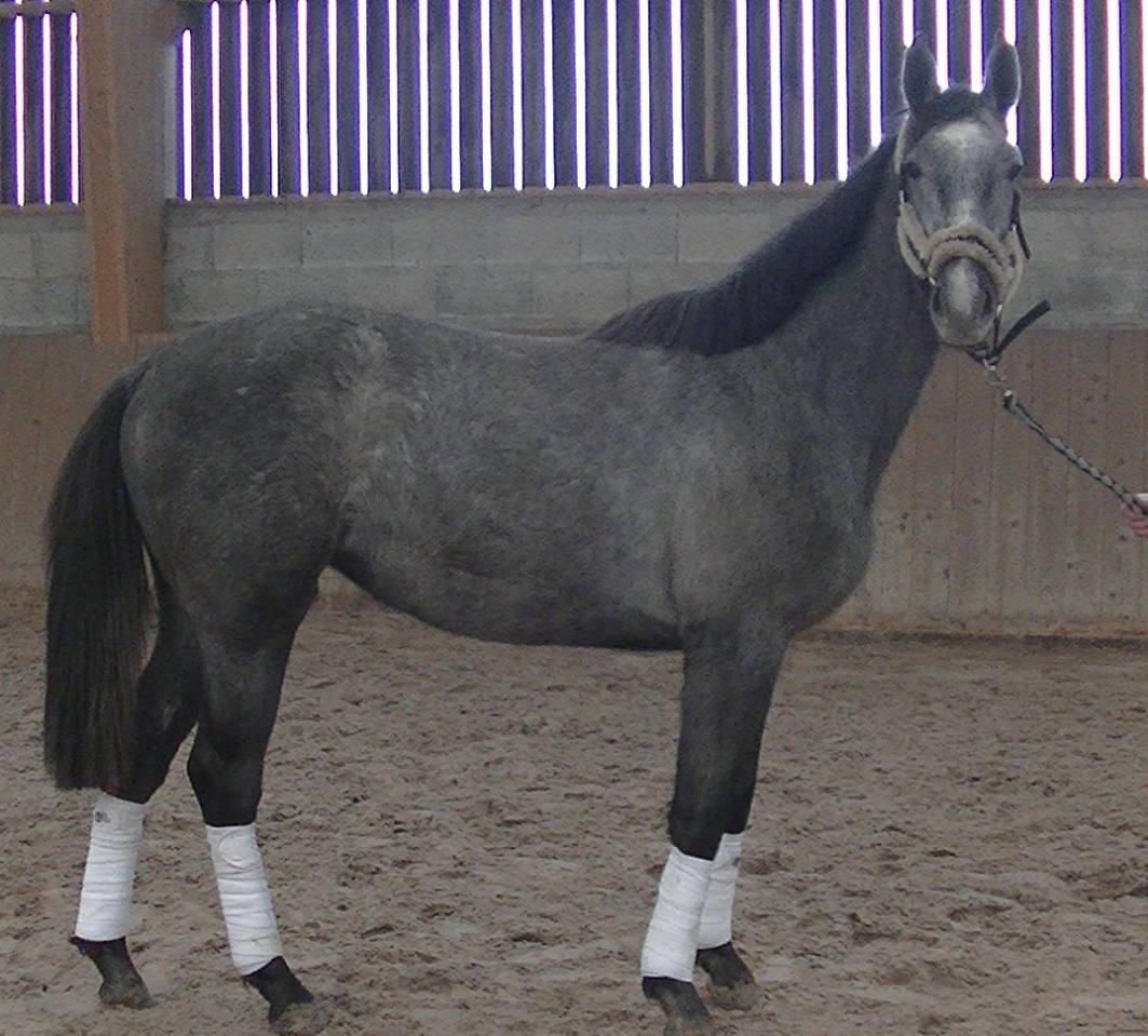 Merrie Selle Français Te koop 2018 Schimmel ,  Donatello du Bailly – SF