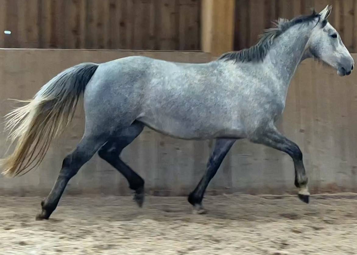 Merrie Selle Français Te koop 2018 Schimmel ,  Donatello du Bailly – SF