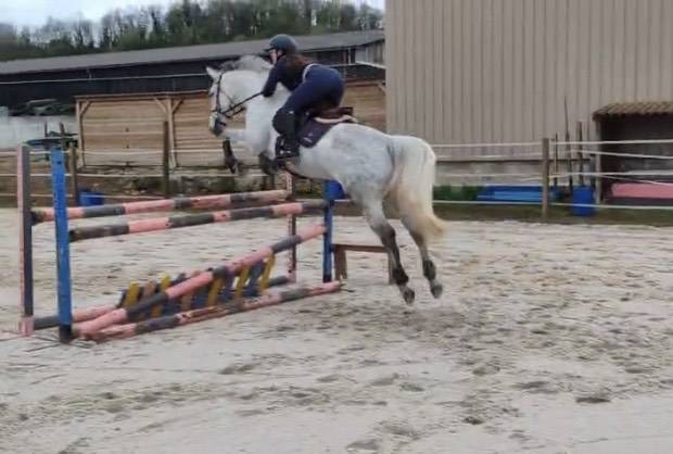 Merrie Selle Français Te koop 2018 Schimmel ,  Donatello du Bailly – SF