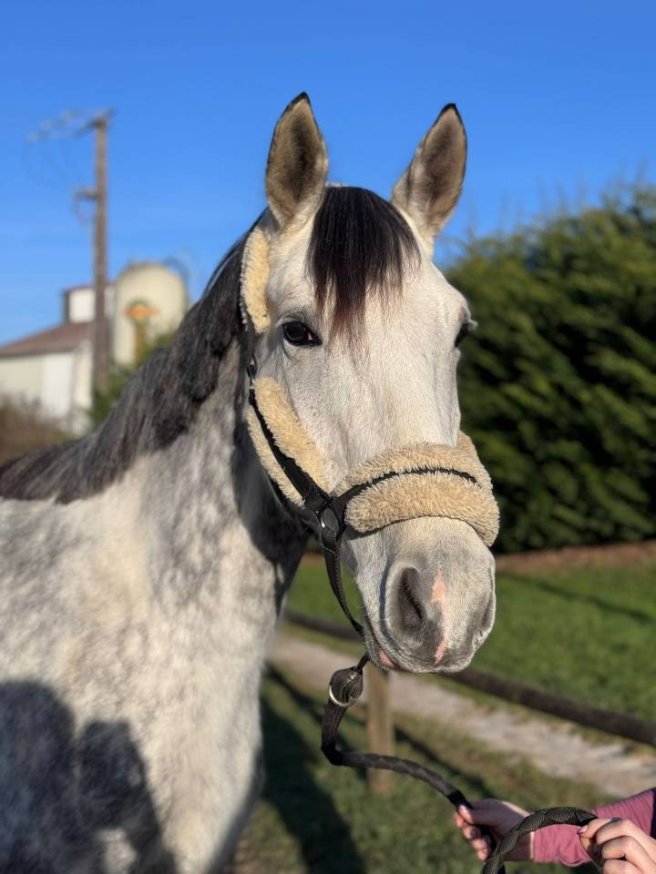 Merrie Selle Français Te koop 2019 Schimmel ,  LAURIER DE HERE