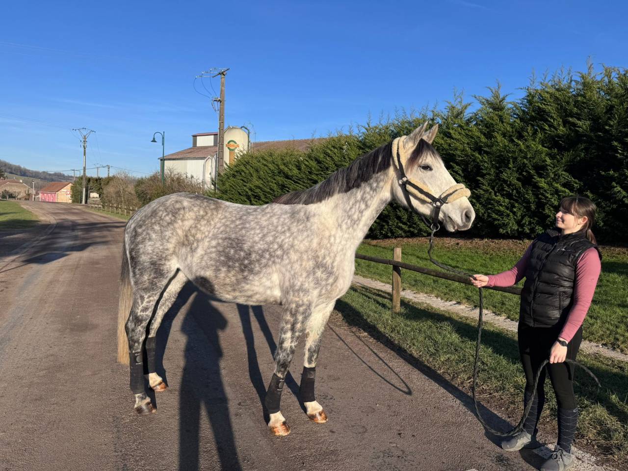 Merrie Selle Français Te koop 2019 Schimmel ,  LAURIER DE HERE