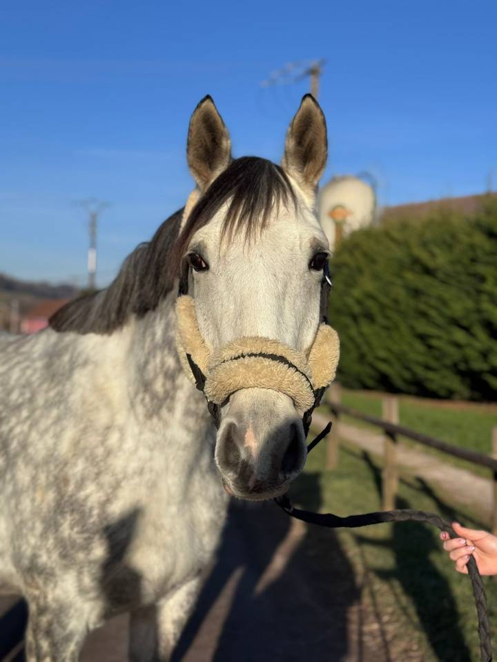 Merrie Selle Français Te koop 2019 Schimmel ,  LAURIER DE HERE