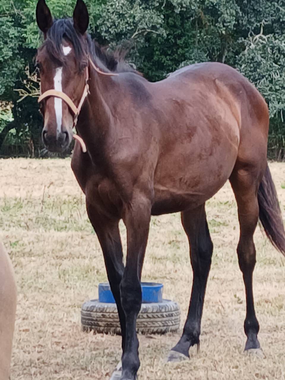 Veulen (vr) Selle Français Te koop 2024 Donker bruin / bai ,  Gus de Kergane 