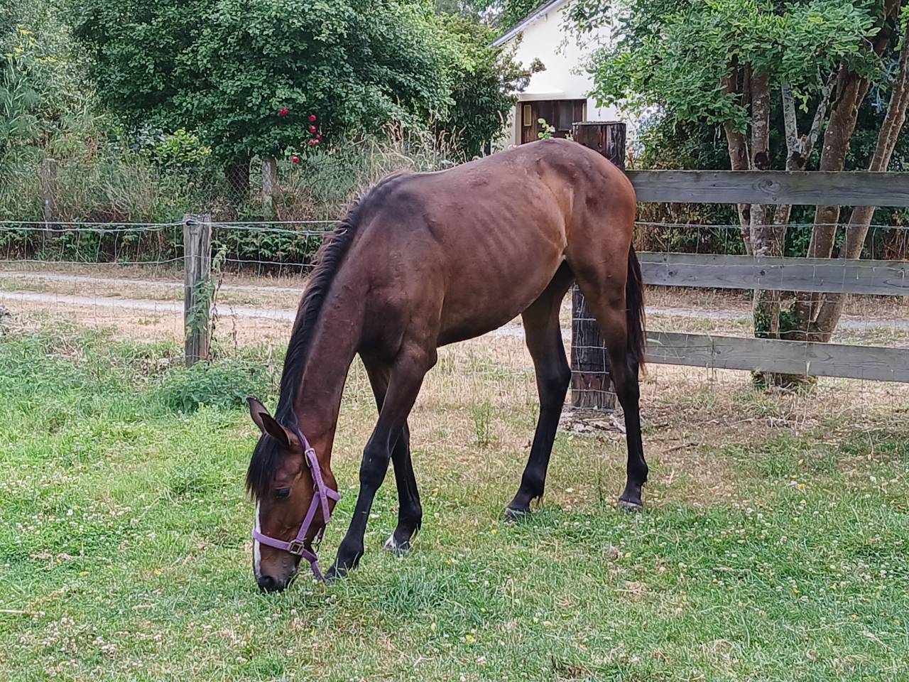 Veulen (vr) Selle Français Te koop 2024 Donker bruin / bai ,  Gus de Kergane 
