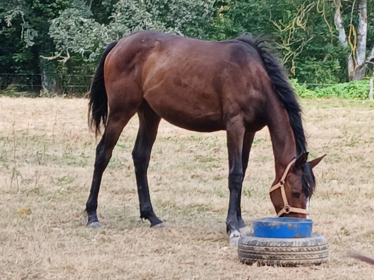 Veulen (vr) Selle Français Te koop 2024 Donker bruin / bai ,  Gus de Kergane 