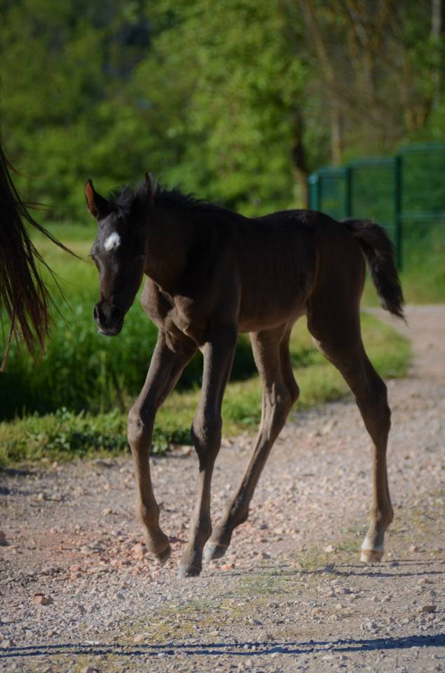 Dekhengst Arabisch volbloed Te koop 2017 Zwart ,  Ka Noon Rej
