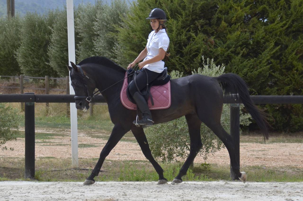 Dekhengst Arabisch volbloed Te koop 2017 Zwart ,  Ka Noon Rej