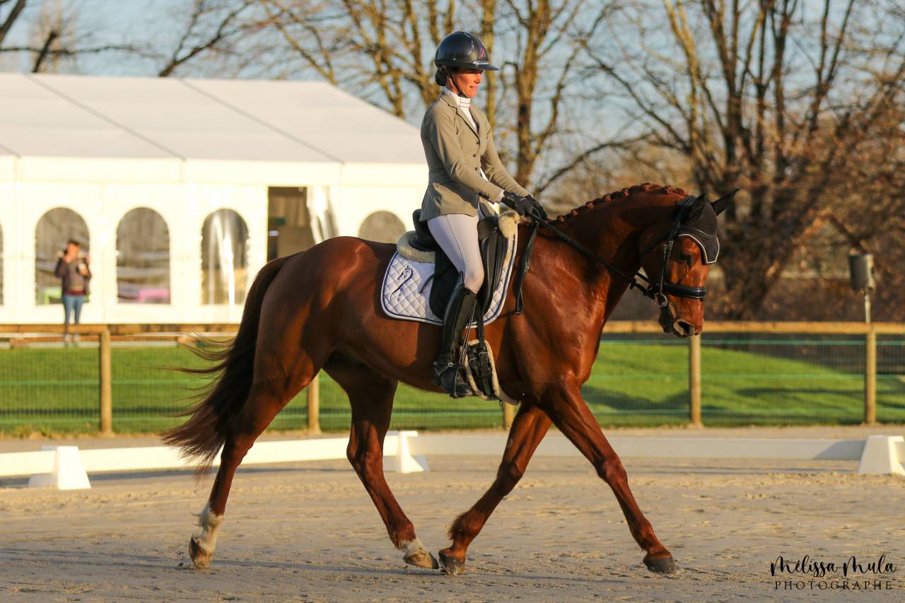 Ruin Anglo-Arabier Te koop 2019 Koffie vos