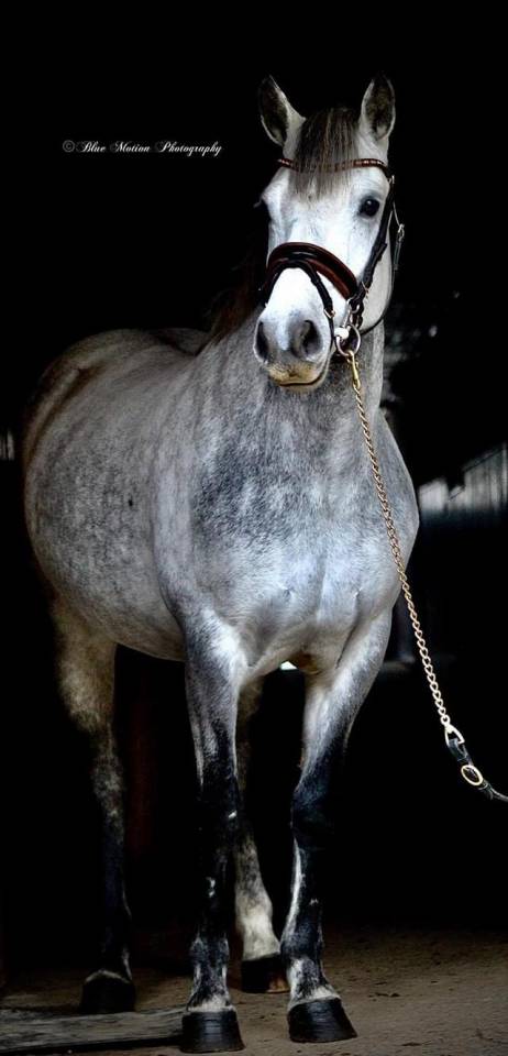 Merrie Connemara Te koop 2013 Schimmel