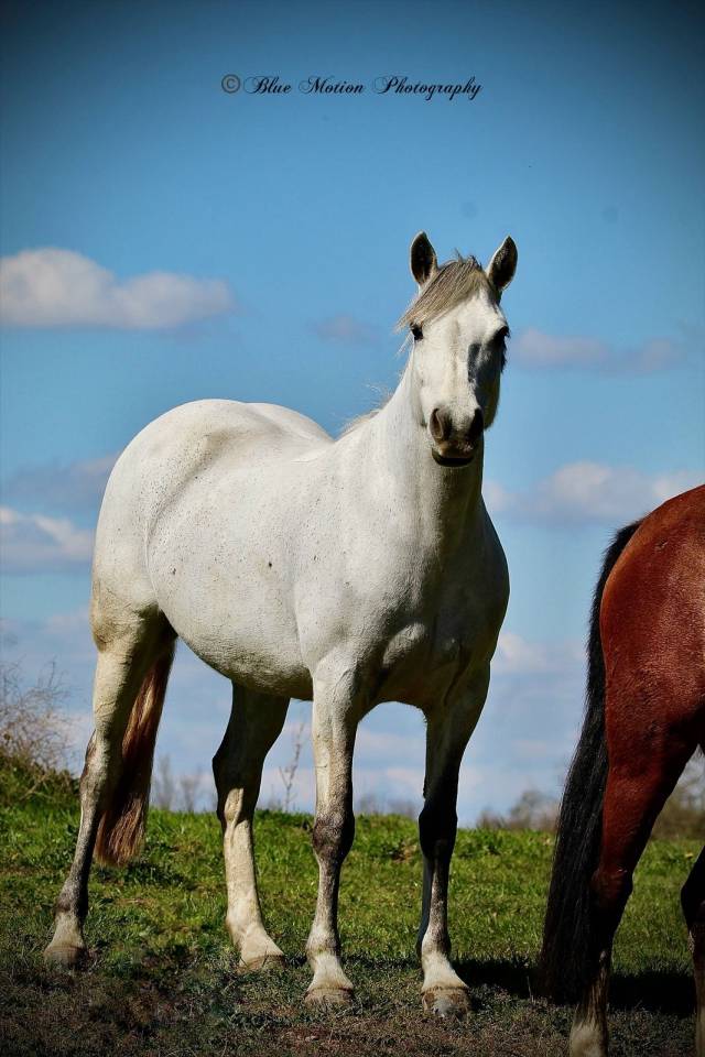 Merrie Connemara Te koop 2013 Schimmel