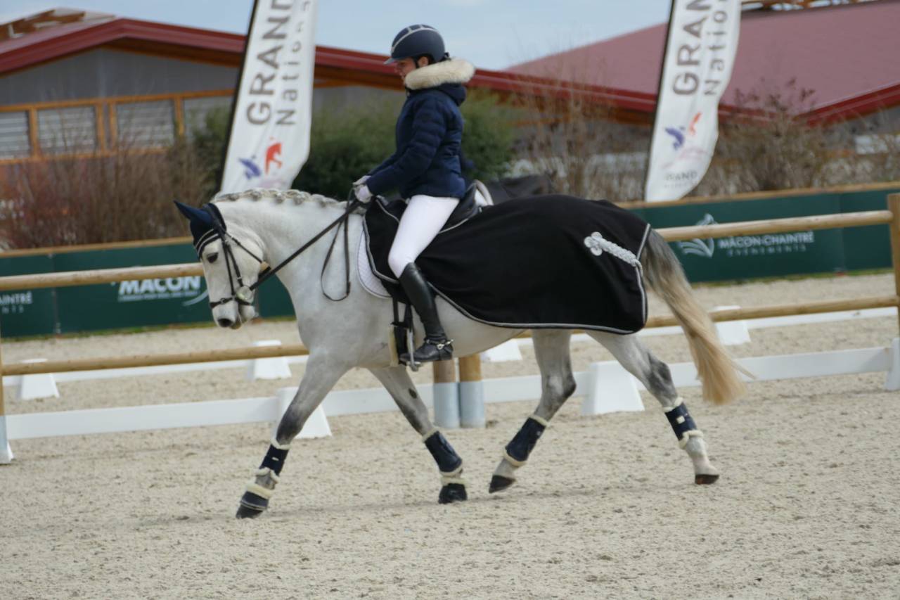 Merrie Connemara Te koop 2013 Schimmel