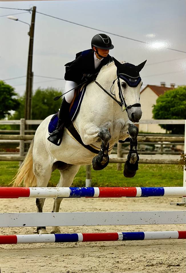 Merrie Connemara Te koop 2013 Schimmel