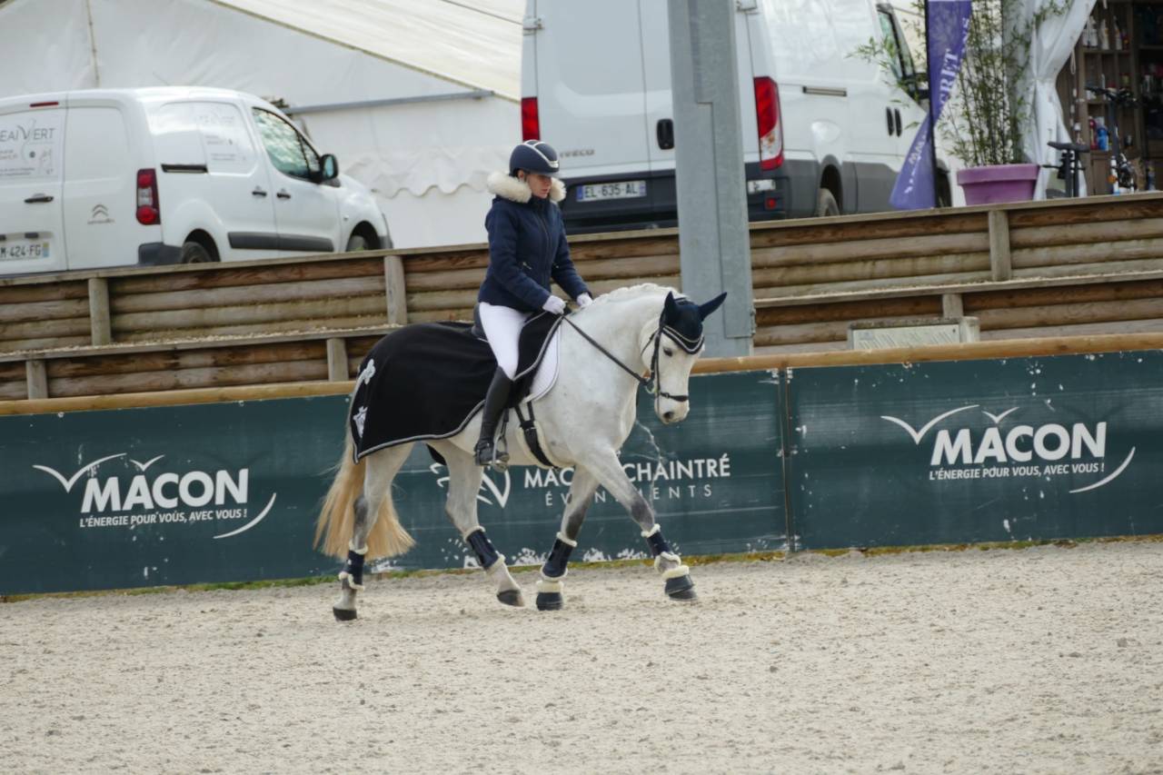 Merrie Connemara Te koop 2013 Schimmel