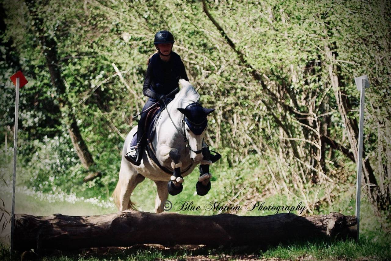 Merrie Connemara Te koop 2013 Schimmel