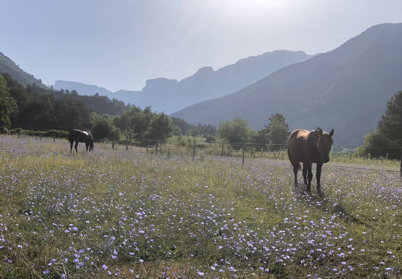 Ruin Bekend ras Te koop 2023 Bruin / Bai ,  Eole des Sautes