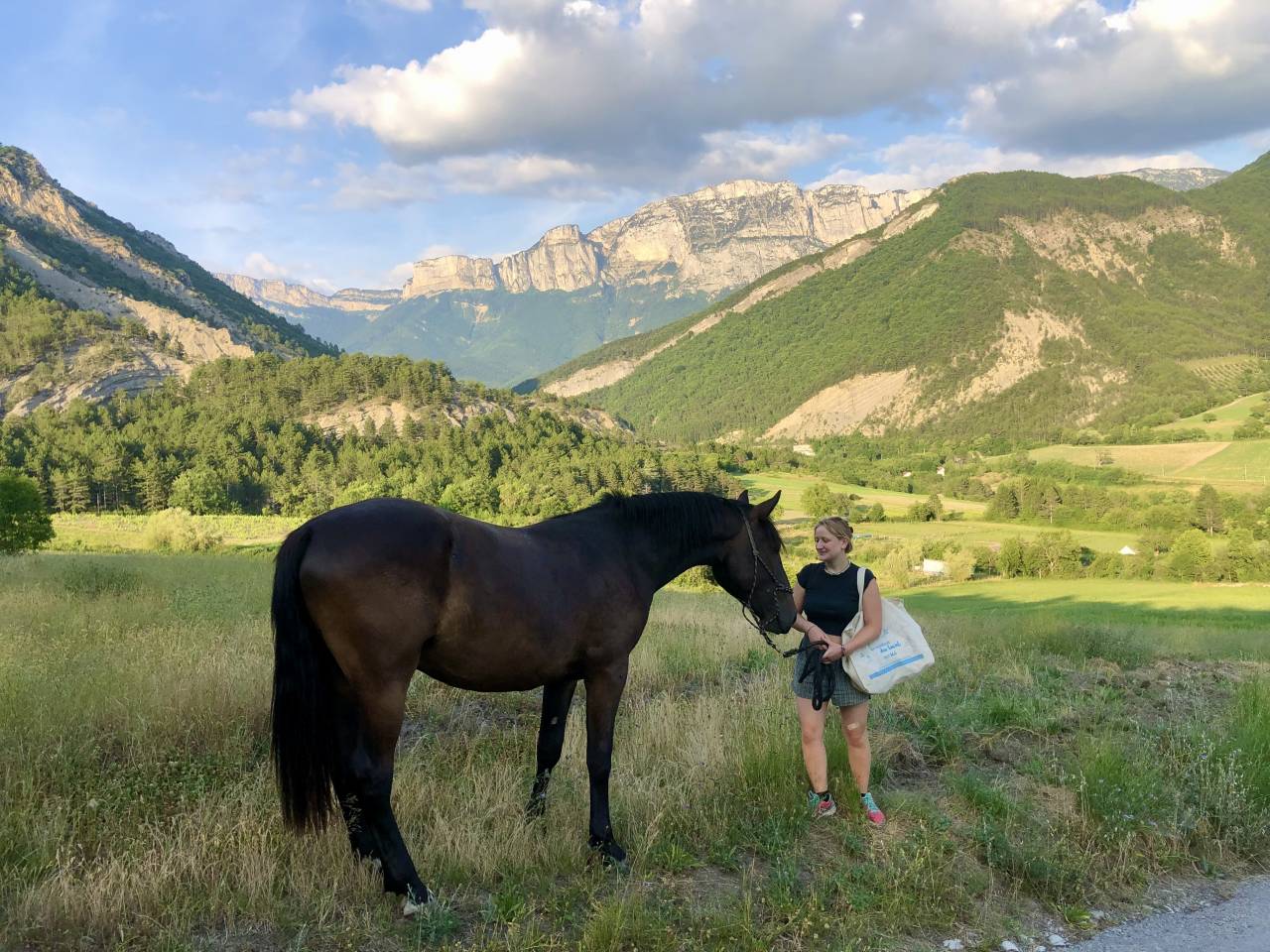 Ruin Bekend ras Te koop 2023 Bruin / Bai ,  Eole des Sautes