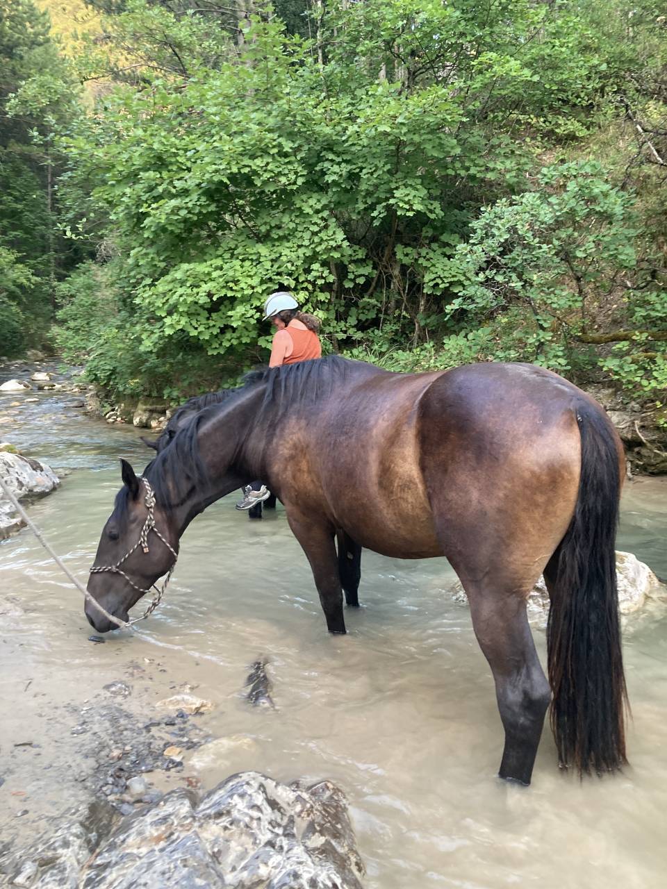 Ruin Bekend ras Te koop 2023 Bruin / Bai ,  Eole des Sautes