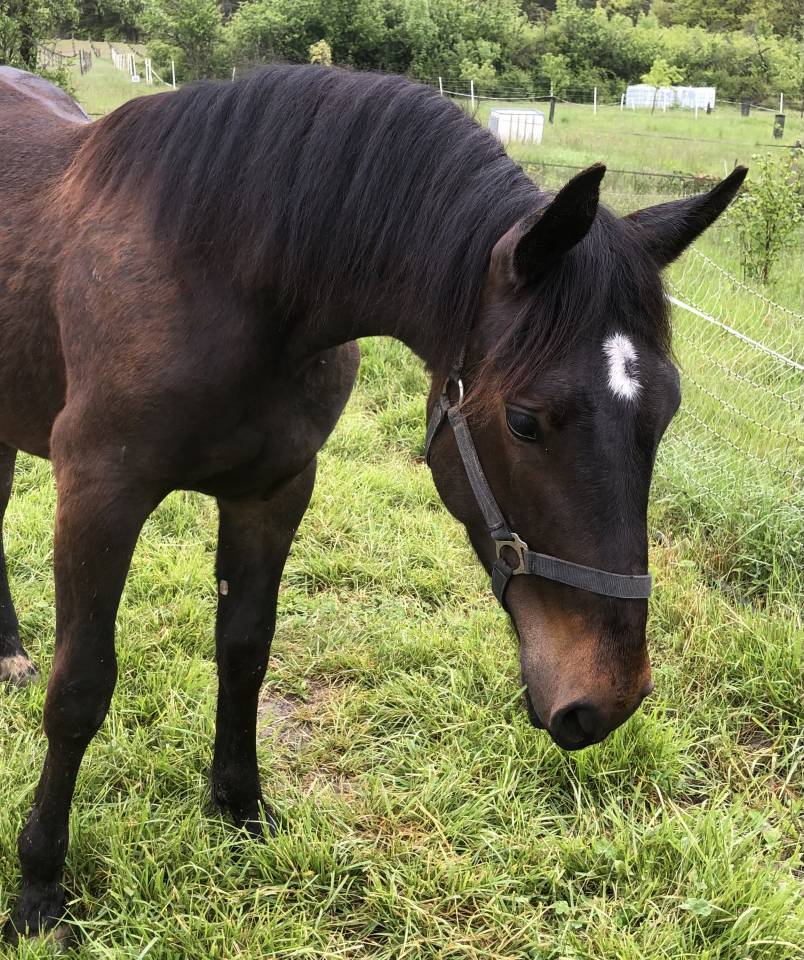 Ruin Bekend ras Te koop 2023 Bruin / Bai ,  Eole des Sautes