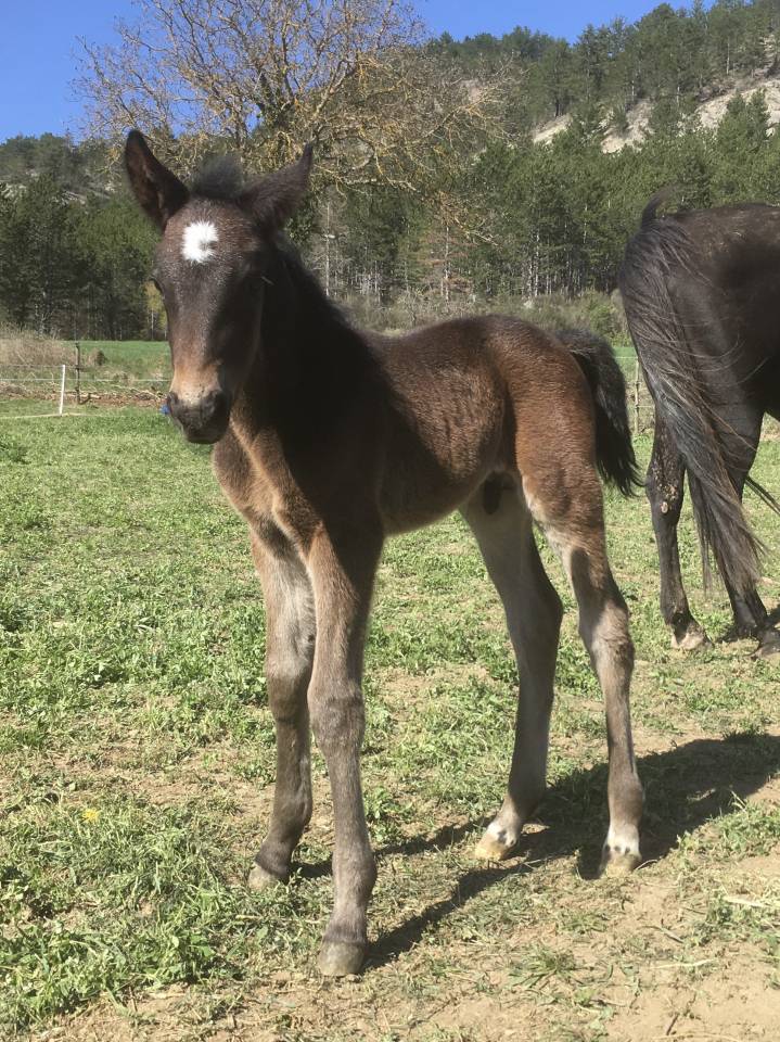 Ruin Bekend ras Te koop 2023 Bruin / Bai ,  Eole des Sautes