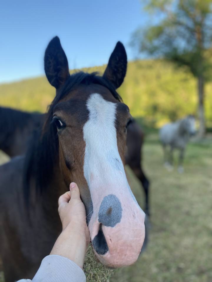 Ruin Welsh Partbred Te koop 2024 Donker bruin / bai