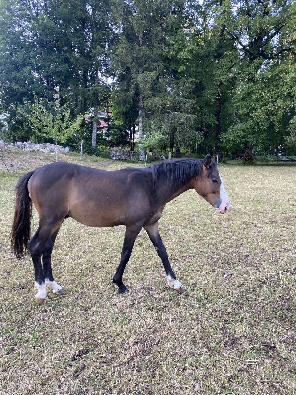 Ruin Welsh Partbred Te koop 2024 Donker bruin / bai