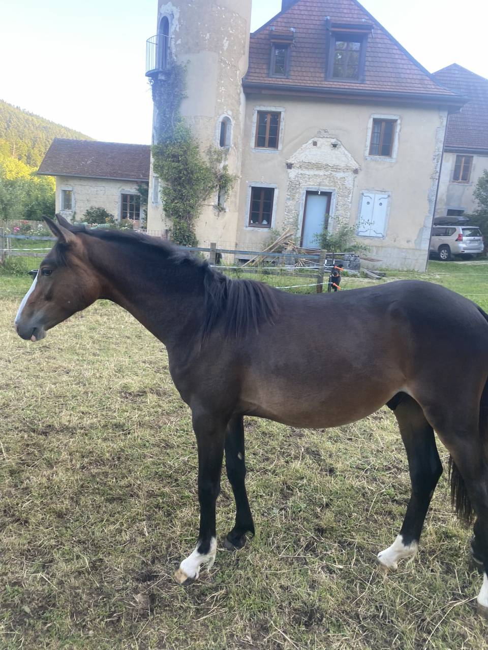 Ruin Welsh Partbred Te koop 2024 Donker bruin / bai