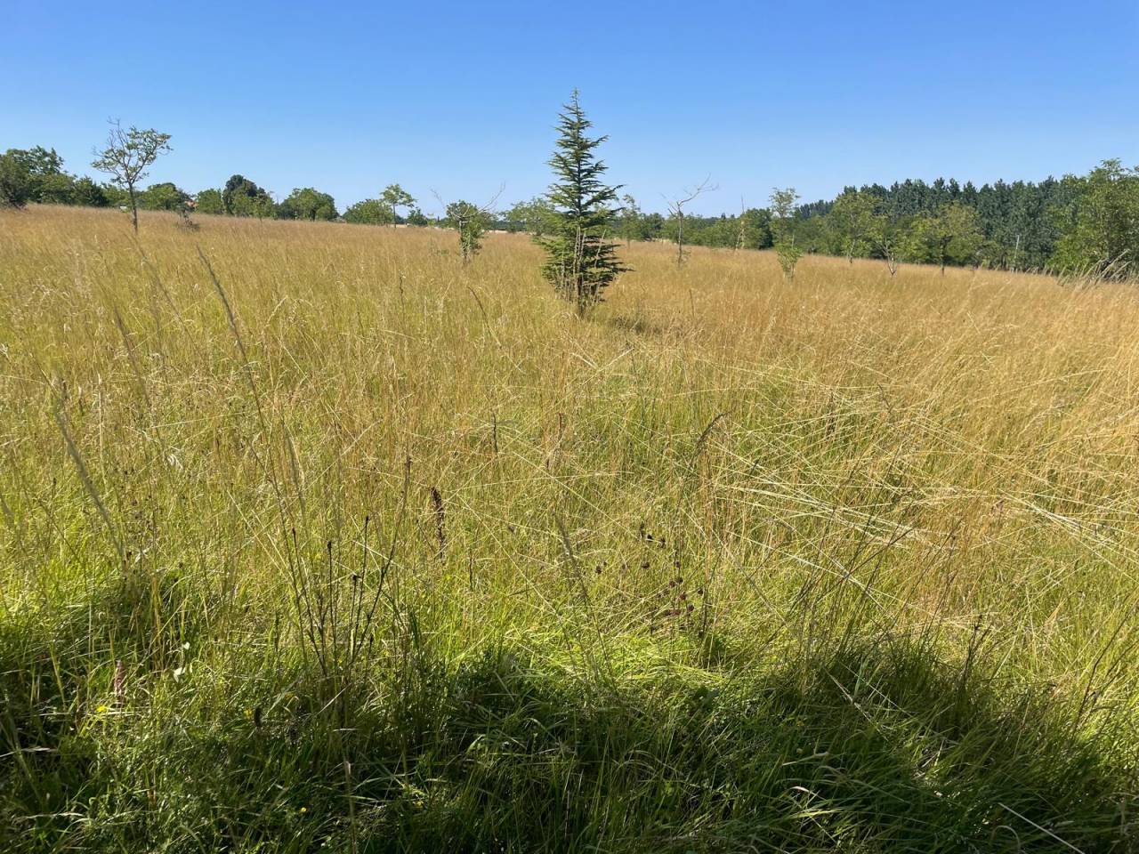 Mooi hippisch vastgoed Koop Charente