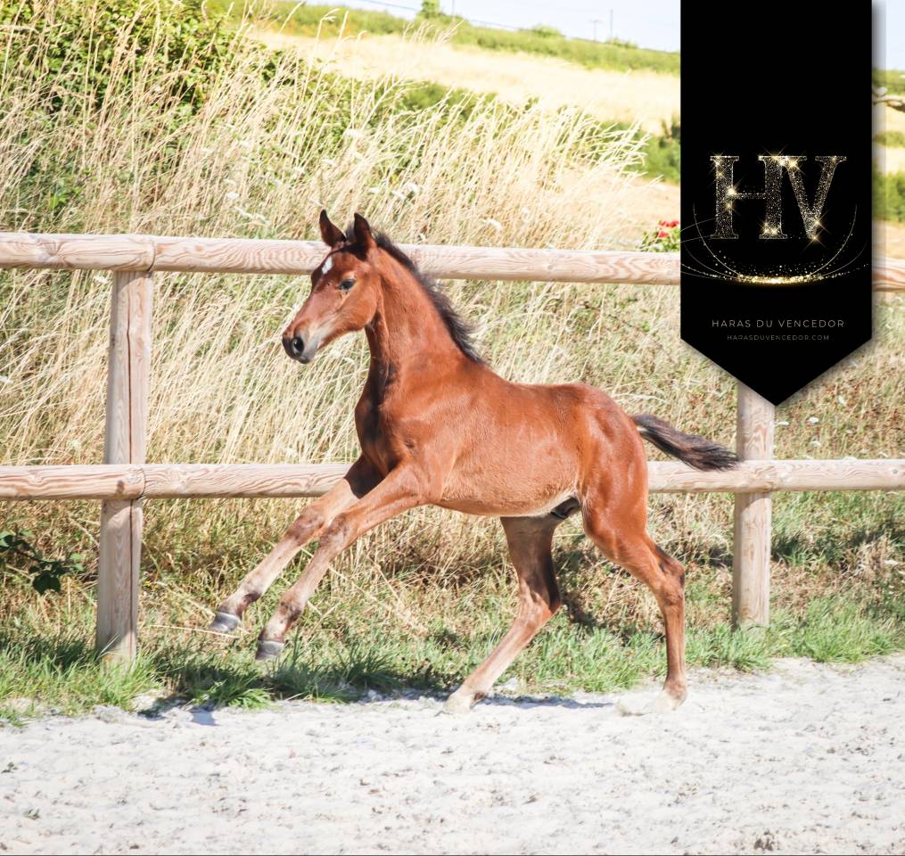 Veulen (ml) KWPN Nederlands sportpaard Te koop 2025 Donker bruin / bai ,  About You II