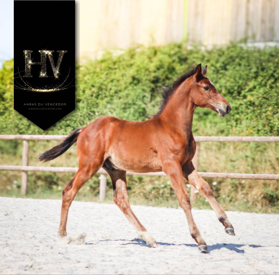 Veulen (ml) KWPN Nederlands sportpaard Te koop 2025 Donker bruin / bai ,  About You II