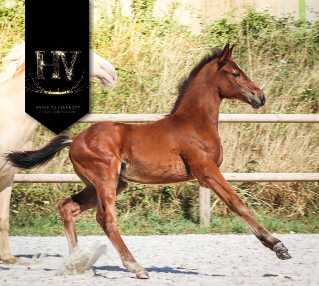 Veulen (ml) KWPN Nederlands sportpaard Te koop 2025 Donker bruin / bai ,  About You II